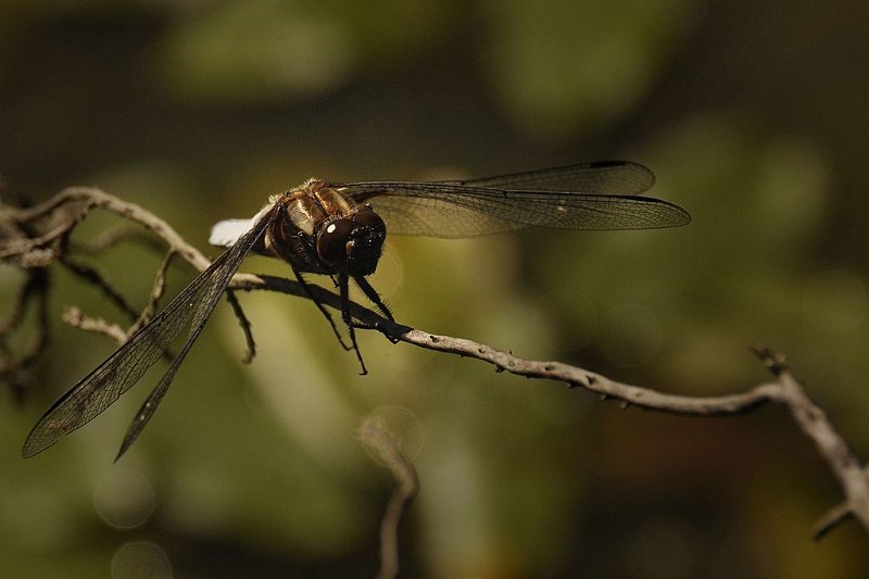 Libellule déprimée DB